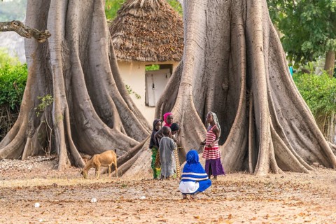 Children in front of the large board roots of a huge kapok tree