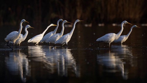 Great egret