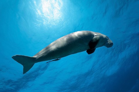 Dugong