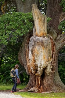 Very old and large oak with dead trunk due to lightning and tree canker