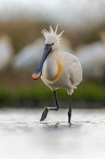 Spoonbill eurasian spoonbill