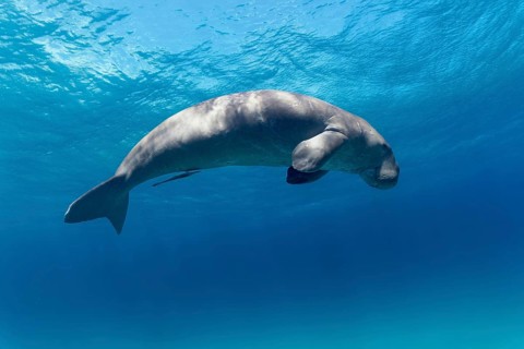Dugong