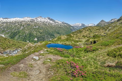 Salzbodensee with alpine roses