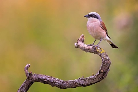 Red-backed Shrike