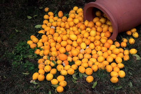 Oranges and clay jug