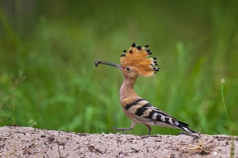 Hoopoe