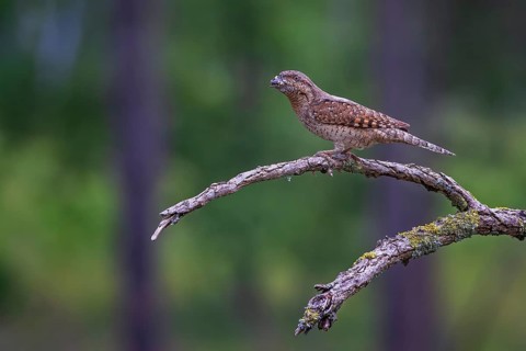 Eurasian wryneck