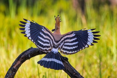 Hoopoe
