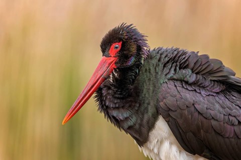Black Stork