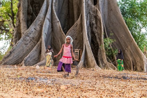 Children in front of the large board roots of a huge kapok tree