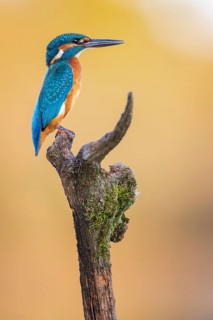 Common kingfisher