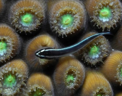 Small white-striped goby