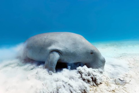 Dugong