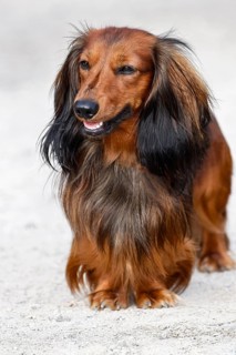 Dachshund