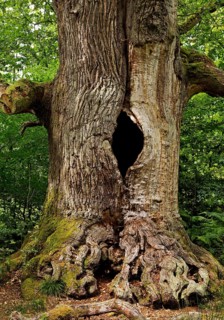 So-called chimney oak in the primeval forest Sababurg