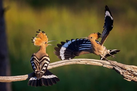 Hoopoe