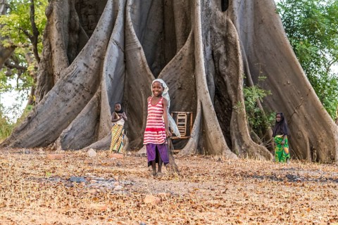 Children in front of the large board roots of a huge kapok tree
