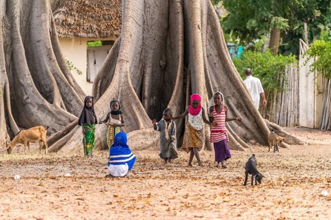 Children in front of the large board roots of a huge kapok tree