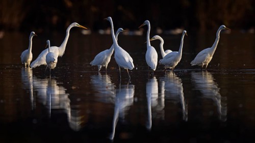 Great egret