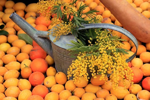 Watering can with flowering mimosa branches framed by lemons and oranges