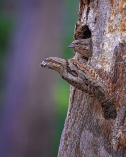 Eurasian wryneck