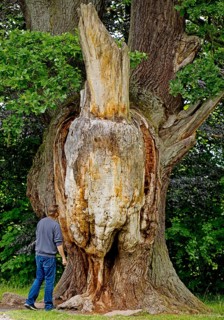 Very old and large oak with dead trunk due to lightning and tree canker