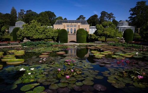 Water Lily Pond