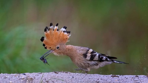 Hoopoe