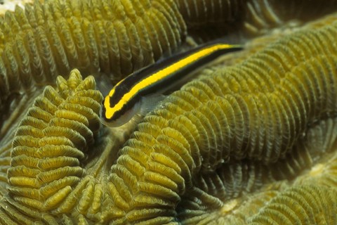 Neon goby