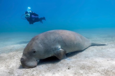 Diver