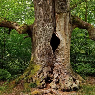 So-called chimney oak in the primeval forest Sababurg