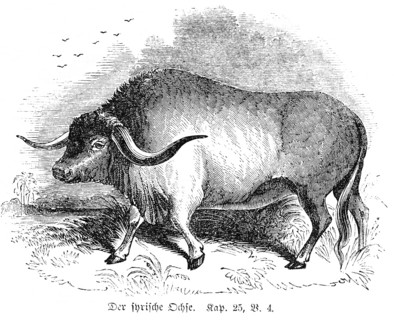 The Syrian Ox