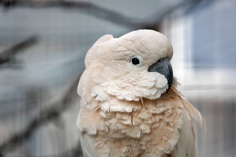 Cockatoo