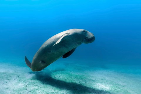Dugong