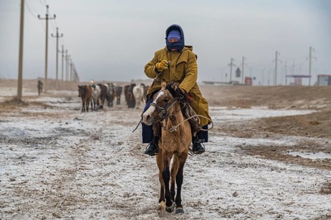 Horse herder near Aralsk