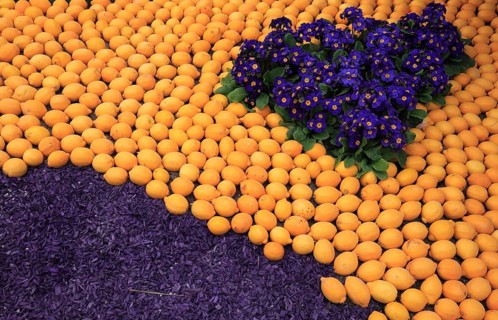 Oranges and primroses