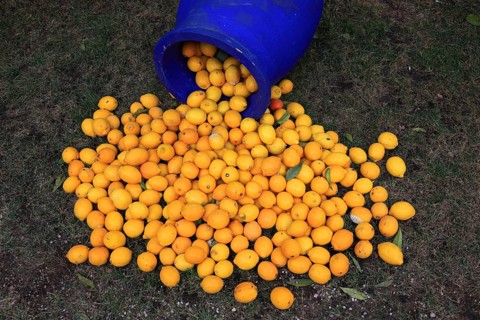Blue jar with lemons