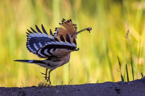 Hoopoe