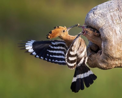 Hoopoe
