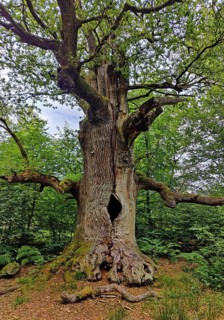 So-called chimney oak in the primeval forest Sababurg