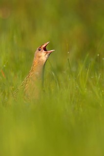 Corn crake