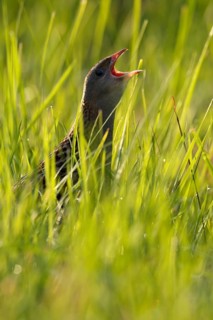 Corn crake
