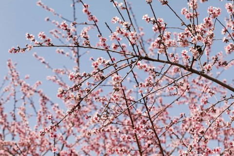 Close up trees branches with blooming flowers 1
