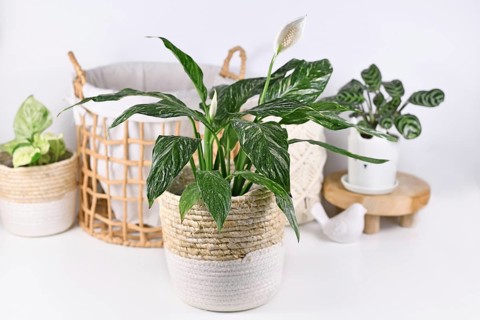 Exotic 'Spathiphyllum Diamond Variegata' houseplant with white spots in basket flower pot in front of home decoration