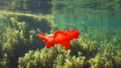 Bright red sea slug dancing swims over thickets Seaweed Brown Sargassum. Spanish Dancer