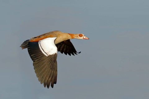 Egyptian Goose