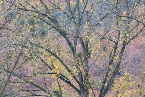 Deciduous tree