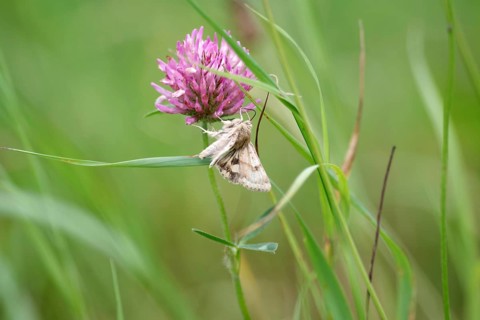 Marbled clover