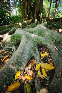 Exotic tree Australian banyan
