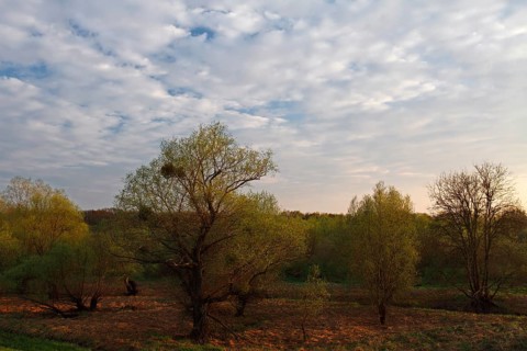Evening mood in the floodplain forest
